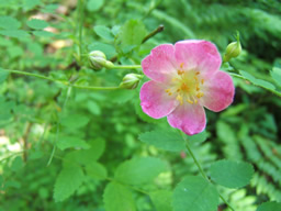 野薔薇？