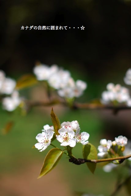 梨の花