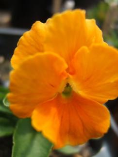 シャーベットビオラの花