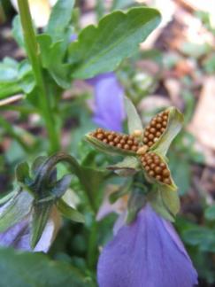 ビオラの花の種