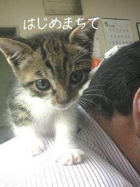 三代目肩乗り猫