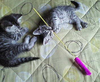 2006.6.27 ねこじゃらし～☆