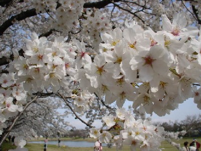 桜　2005.4.14　2