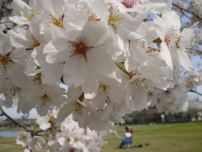 桜　2005.4.14　3