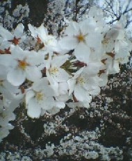 桜　2005.4.11　２