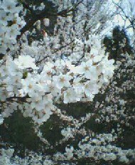 桜　2005.4.11　３