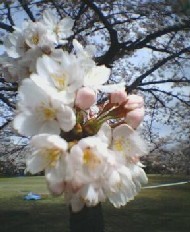 桜　2005.4.11　４