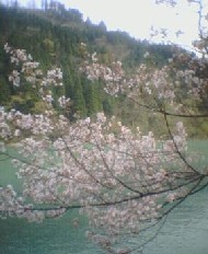 庄川水記念公園2　2005.4.19