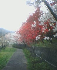 庄川水記念公園3　2005.4.19