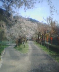 庄川水記念公園5　2005.4.19