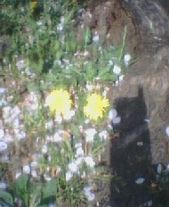 庄川水記念公園6　2005.4.19