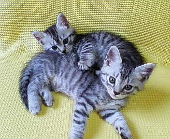 ナナ＆ハチ　2006.6.23