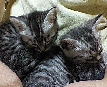 ナナ＆ハチ　2006.6.22