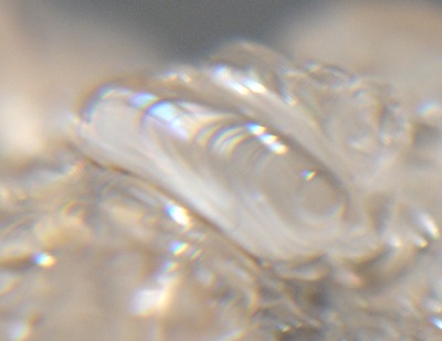 K-20051205-HYALITE-4