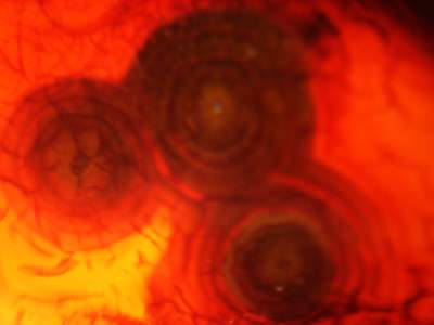 K-20060204-CARNERIAN-MADAGSCR-3