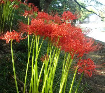 K-20060924-HIGANBANA-KIZYOUKOUEN