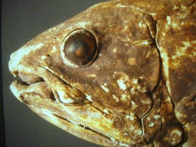 K-20070125-SHIRAKANS-CHISHITUHYOUHONKAN