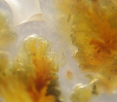 K-20060621-モス・プル－ムアゲ－ト-2