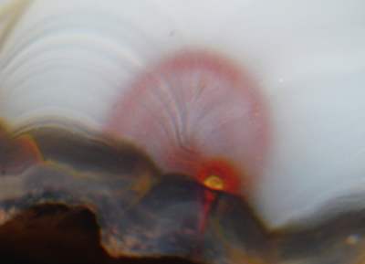 K-20051016-CONDOR-AGATE-4JPG