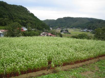 蕎麦の花