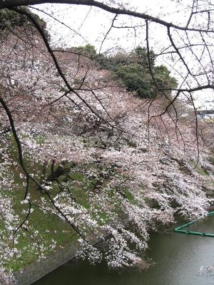 千鳥ヶ淵