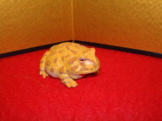 オーストラリア土産・・・怖い