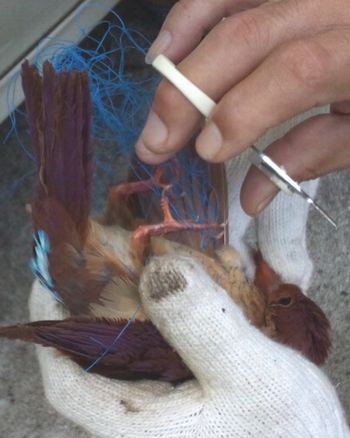 アカショウビン