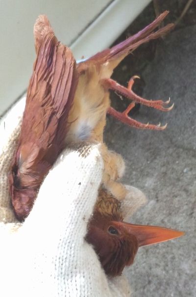 アカショウビン