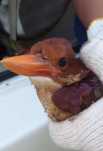 アカショウビン