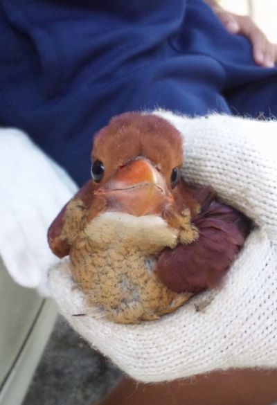 アカショウビン