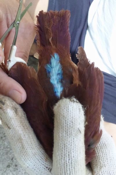 リュウキュウアカショウビン