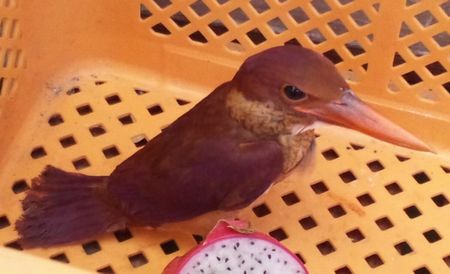 リュウキュウアカショウビン