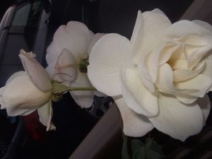 アイスバーグ☆