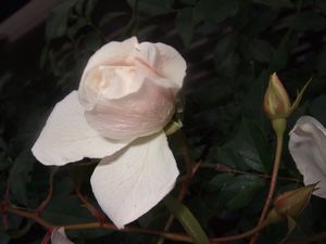 アイスバーグ☆