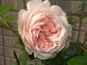 最後のアブラハムダービー☆