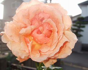 最後のフレグラントアプリコット☆