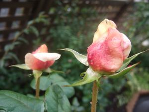 ホントにジャンヌダルク？