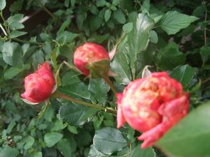 ボーリング咲き？ベビーロマンティカ☆