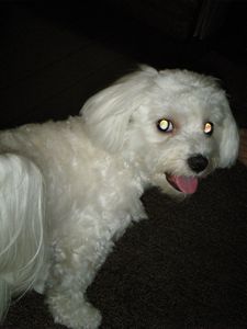 メルも楽しいの？