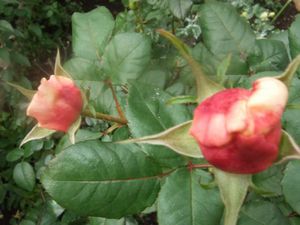 ジャンヌダルク☆