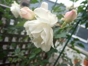 アイスバーグ☆