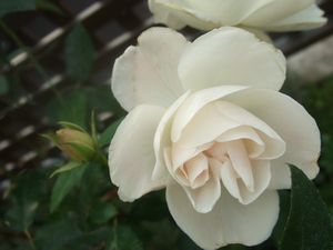 アイスバーグ☆