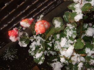 ベビーロマンティカ☆