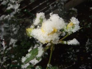 ゴールデン・ボーダー☆