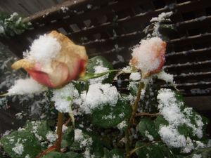 ジャンヌダルク☆