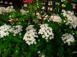 ベールダンス☆