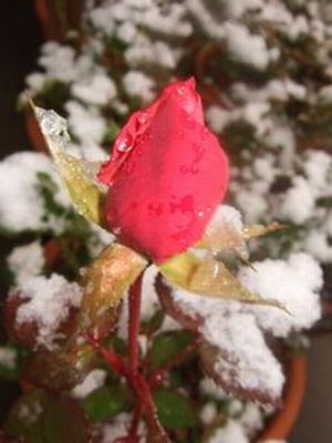 フォーエバー☆