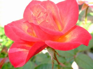 フォーエバー♪