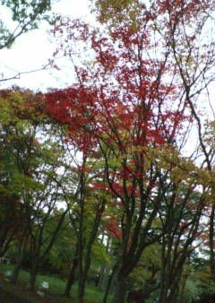 香雪園の紅葉