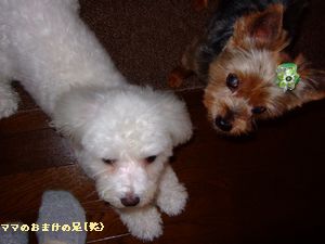 お座り！伏せ！